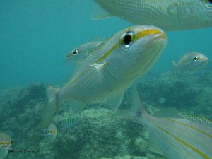 Peixes1-BCatalina-Aruba-24-5-17-ASilveira