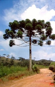 Araucaria-angustifolia-Goncalves-MG-03-01-ASilveira