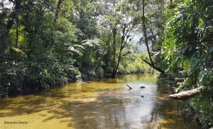 Rio Bixoro2-FazRondonia-MongaguaSP-9-3-17-ASilveira