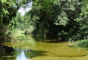 Rio Bixoro4-FazRondonia-MongaguaSP-9-3-17-ASilveira